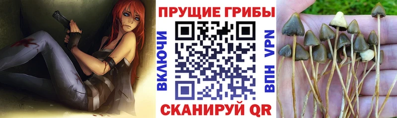 Галлюциногенные грибы Psilocybine cubensis Ржев